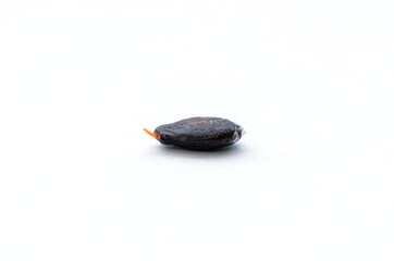 Close up view. Watermelon seed a small taproot and a thin white membrane on the seed surface. Isolated on white floor.