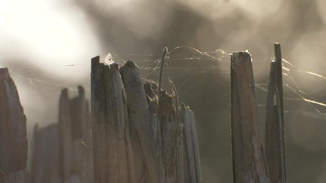 Spirer web in the wind on a sunny day, web on old reed in sunlight.