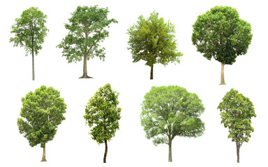 set of green trees side view isolated on white background for landscape and architecture layout, elements for garden

