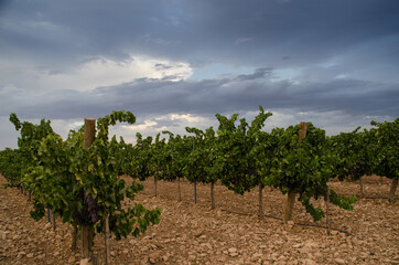 Fototapeta na wymiar Red grape vineyard with clouds in the sky