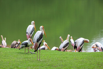 Group Painted Stork bird (Mycteria leucocephala) in garden