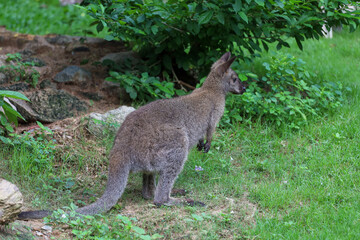 Naklejka na ściany i meble The baby kangaroo is stay and eat grass in garden