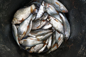 Spring fishing for roach and bleak on the river.