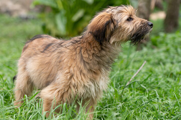 shaggy dog ​​in green grass