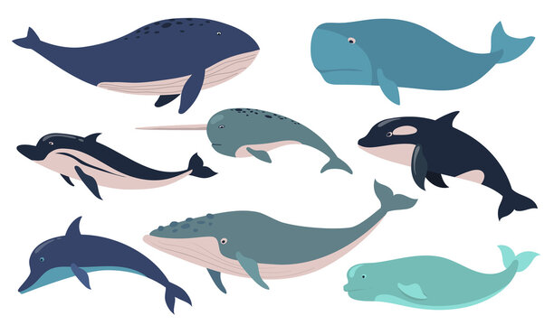 Creative whales and dolphins flat pictures set for web design. Cartoon cute narwhal, orca, beluga and bowhead whales isolated vector illustrations. Sea mammals and marine wildlife concept