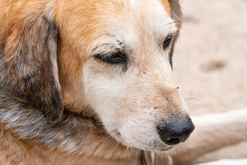 homeless dog at the shelter