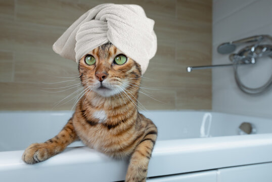 Domestic Cat Wrapped In A Towel In The Bathroom