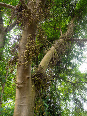 Fototapeta premium a lot of raw fruit of Fig fruit forest, Ficus Racemosa, Fig on tree nature, Fig green in Thailand forest.
