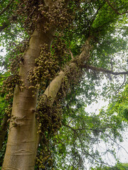 Fototapeta premium a lot of raw fruit of Fig fruit forest, Ficus Racemosa, Fig on tree nature, Fig green in Thailand forest.