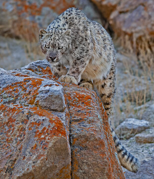 Snow Leopard At Ladakh India 