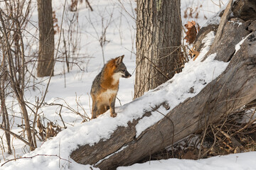 Grey Fox (Urocyon cinereoargenteus) Steps Up Snowy Log Winter