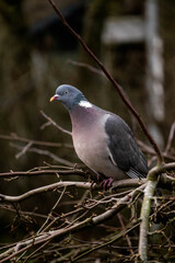 worried looking pigeon