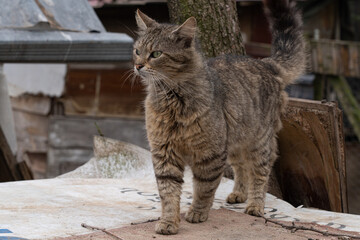 cat in the shelter, stray cat