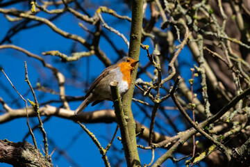 Robin (bird) with its beak open, singing.