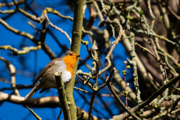 robin perches on a tree