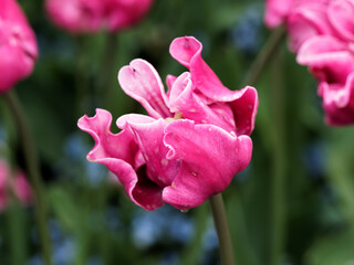 Red and pink tulips with raindrops blooming on the flower beds