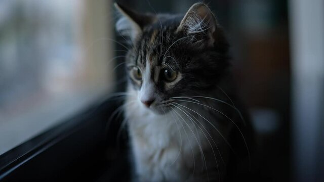 Cute little cat standing by window looking outside
