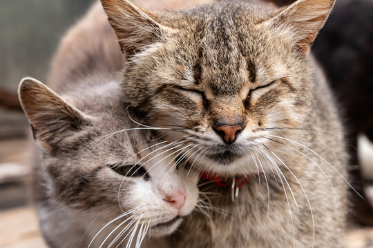cat love, two cats, cute photo
