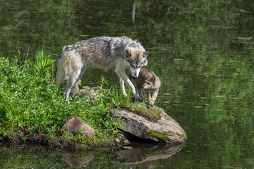 Grey Wolf (Canis lupus) Adult and Pup On Rock at Waters Edge Summer © geoffkuchera