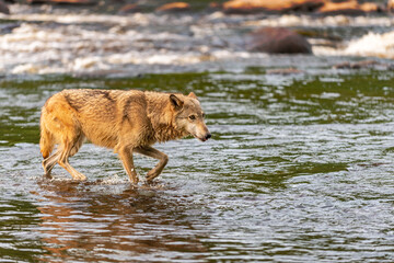 Grey Wolf (Canis lupus) Tongue Out Walks Across River Summer
