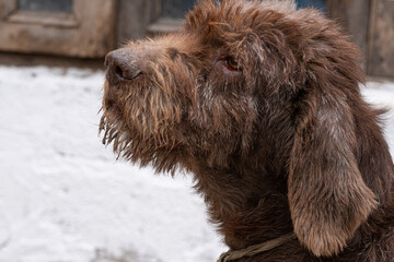 homeless dog at the shelter