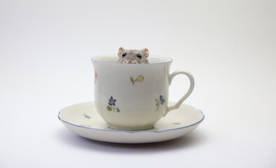 Zwerg Hamster Nagetier Haustier Tier in einer Tasse niedlich