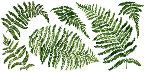 A set of fern leaves, painted with watercolor on a white background.