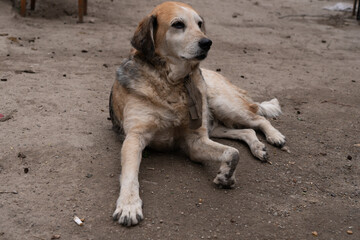 homeless dog at the shelter