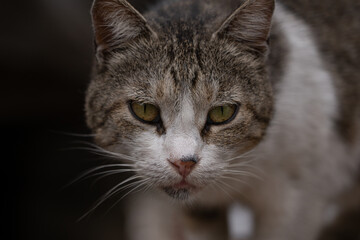 Obraz na płótnie Canvas cat in the shelter, stray cat