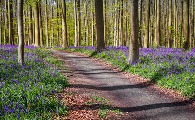 Bluebell forest with hiking path in Halle, Belgium.