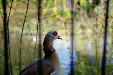 Portrait of a male Egyptian goose. Water in the background. Selective focus.