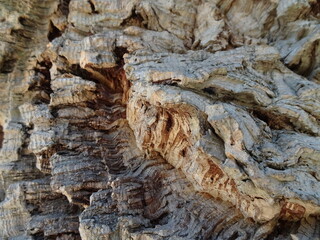 Corteccia di quercia  da sughero, primo piano