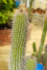 Green cactus close up in a greenhouse