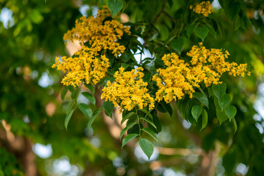 Close up of Padauk flower blooming on the tree