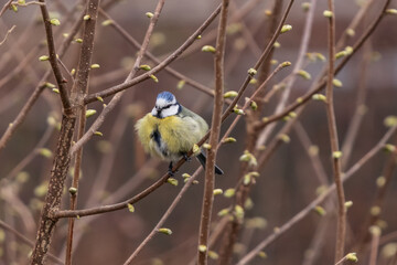 Aufgeplusterte Blaumeise