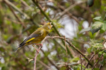 Grünfink auf einem Zweig