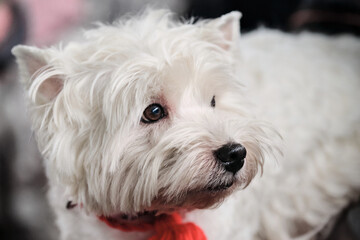 Portrait of a thoroughbred dog from a dog show close-up. A West Highland white terrier with a red collar looks carefully away with intelligent eyes.