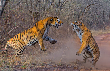 Fototapeta na wymiar Bengal tiger fighting for territory at ranthambhore national park India 