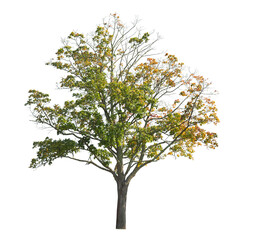 A maple tree, deciduous tree isolated on white background, its leaves are turning yellow