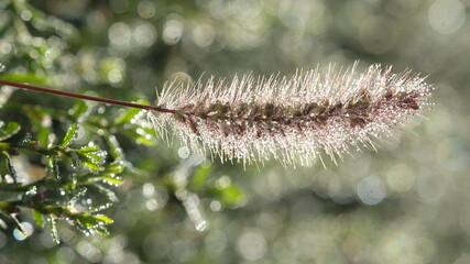 Spikelet in the morning, in the sun