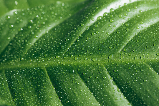 Texture of water drops on a green leaf. macro photo. Spathiphyllum leaf. Beautiful leaf texture in nature. Natural background
