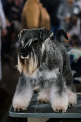 A gray miniature schnauzer on the grooming table. The German breed of dog color pepper and salt is on the table. Portrait of a thoroughbred dog from a dog show close-up.