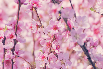 Beautiful Pink Peach Blossoms in a Garden