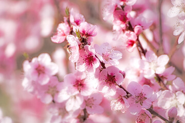 Beautiful Pink Peach Blossoms in a Garden