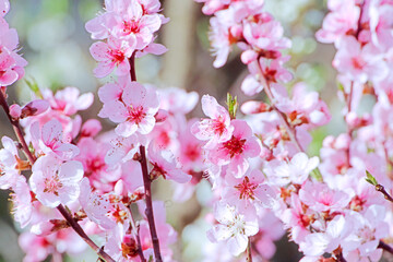 Obraz na płótnie Canvas Beautiful Pink Peach Blossoms in a Garden