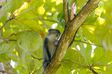 White-throated Monkey (cercopithecus albogularis) in a tree, Kenya, Africa