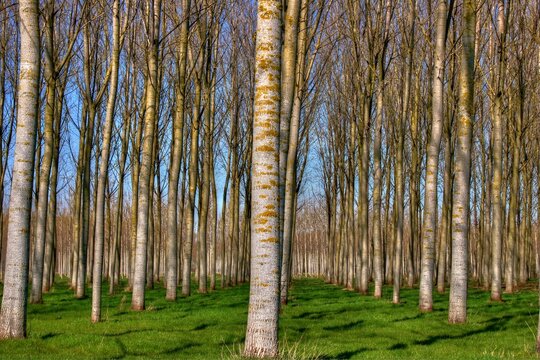 Rang&eacute;es de peupliers align&eacute;s.