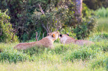 Two Female Lions in Tsavo East National Park, Kenya, Africa