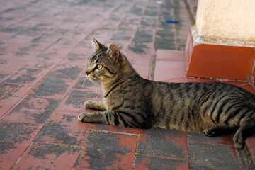 Cat relaxing on Torrevieja Rooftop