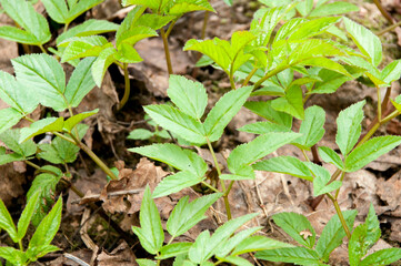 Background, texture. Young green sprouts on the background of old leaves on the ground.